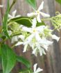 Trachelospermum jasminoides