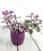 Flowering Tradescantia 