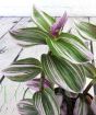 Close up of tradescantia foliage