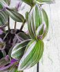 pink and green stripy leaves of tradescantia