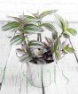 Tradescantia houseplant