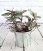 Tradescantia from the side no flowers