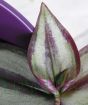 Close up of tradescantia Zebrina leaf. 