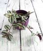 Tradescantia Zebrina in bio pot