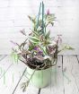 Tradescantia