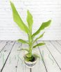 Turmeric plant in grey willow basket