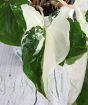 Close up of variegated arrowhead vine leaf