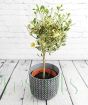 Variegated calamondin