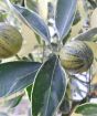 Variegated Calamondin    