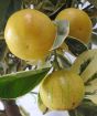 Variegated Calamondin    