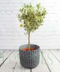 Variegated Calamondin