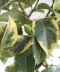 Variegated lemon closeup of leaves