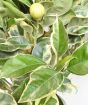 close up of variegate leaves and fruit