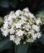 Closeup of viburnum flower