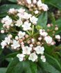 Viburnum flowers and buds