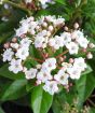 Delicate Viburnum scented flowers