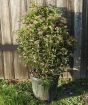 Giant Viburnum in bud