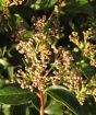 Viburnum buds