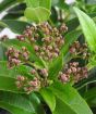 Close up of Viburnum buds