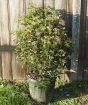 Giant Viburnum