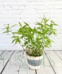 Vietnamese coriander in grey willow