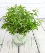 Vietnamese Coriander