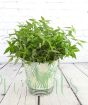 Vietnamese Coriander in tropical pail