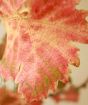 Autumn colour