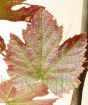 Vine and Wine            