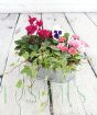 Vintage Trough
