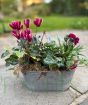 Vintage Trough Autumn