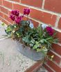 Vintage Trough