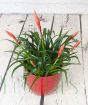 Vriesea astrid in red pot