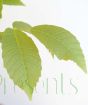 Walnut tree leaves