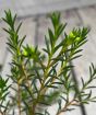 Wax flower buds