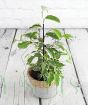 Weeping fig in seagrass basket