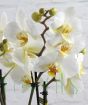 Close up of wild orchid flowers and buds