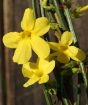 Winter Jasmine flower