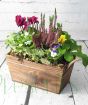 Spring Planter