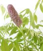 Wisteria bud