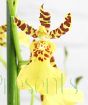 Honey bee oncidium