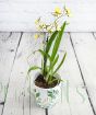 Oncidium orchid with single stem