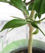 Yuzu Thorns and foliage