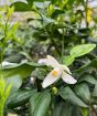 Yuzu flowers