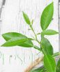 Close up of yuzu leaf