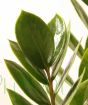 Glossy Zanzibar gem foliage