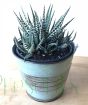 Zebra plant in vintage pail