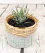 Zebra plant in bio pot