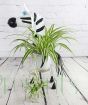 Zebra planter