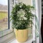British Grown Jasmine  